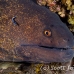 moray_yellowmargin_bhr_tam_h_0088_bal5831.jpg